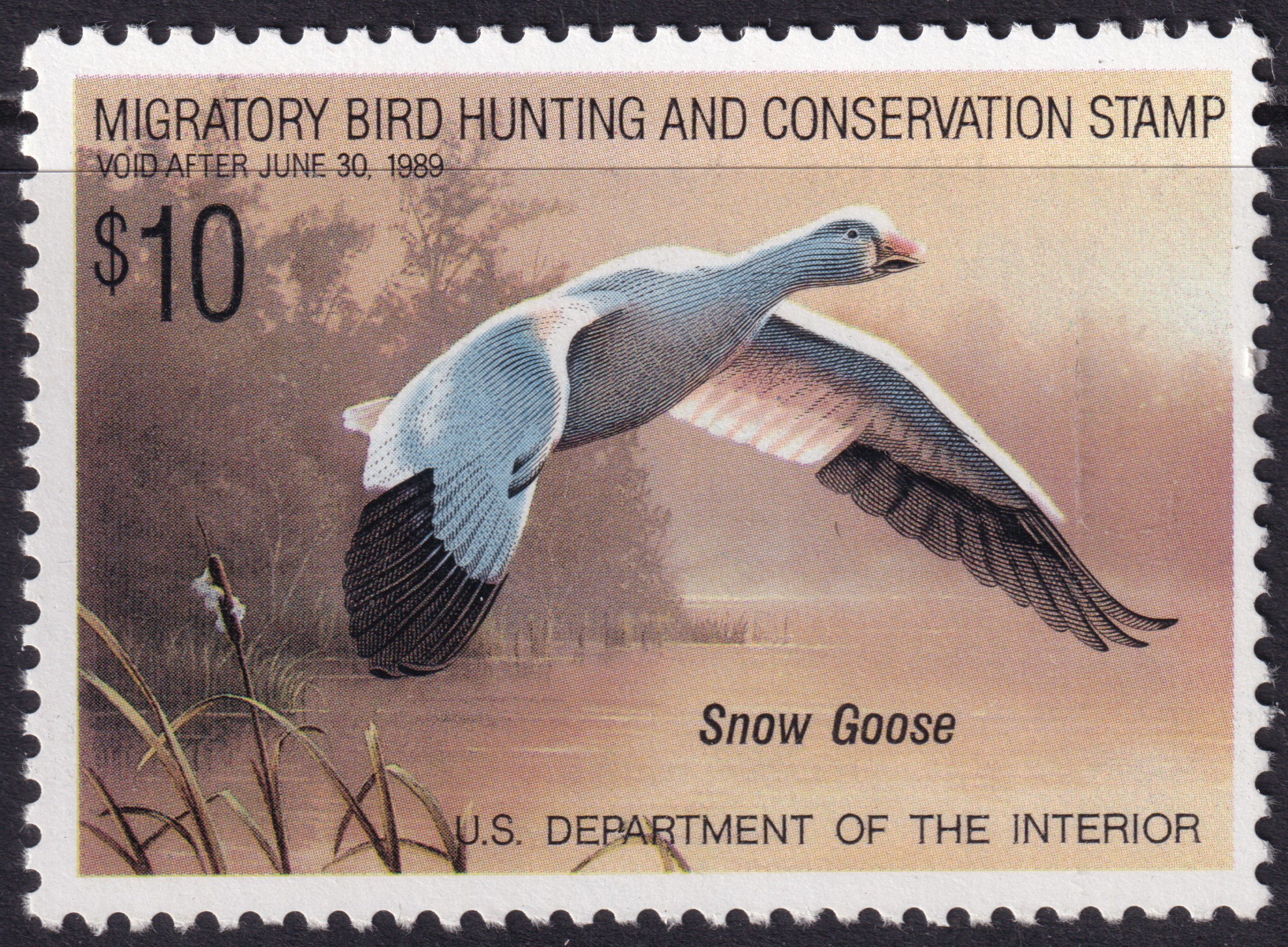 Stamp Picture